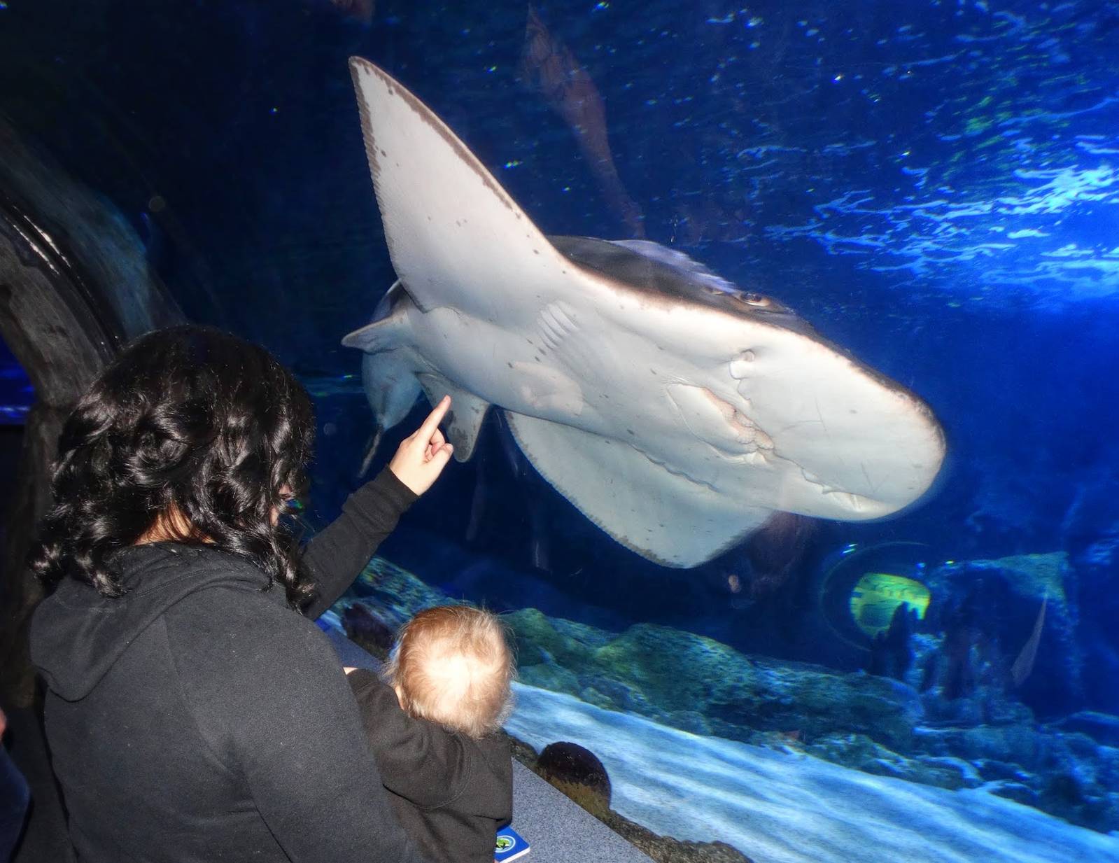 Dec. 2015 - Surrounded by Sharks - Bowmouth Guitarfish