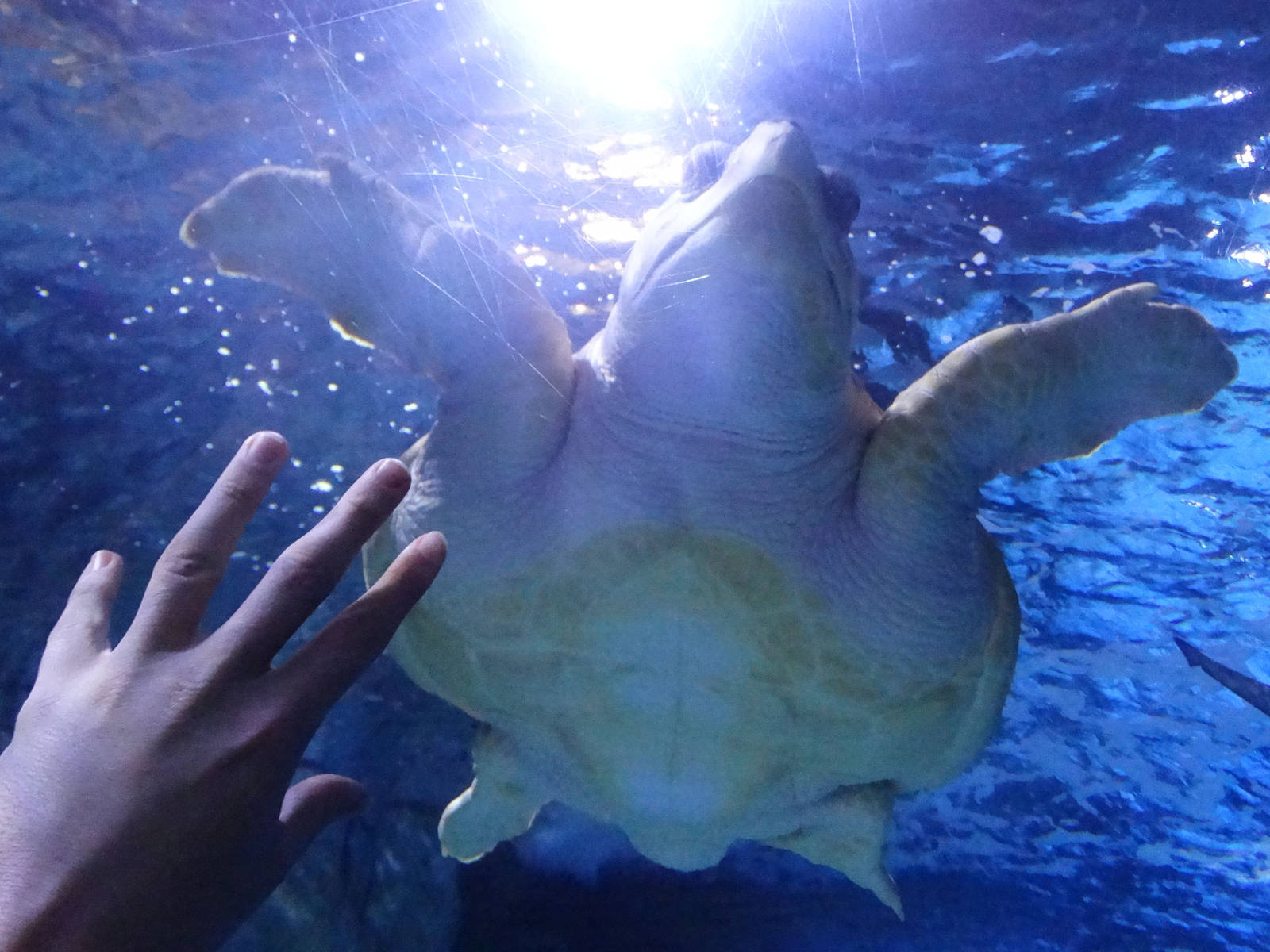 Dec. 2015 - Surrounded by Sharks - Denver - Loggerhead Sea Turtle