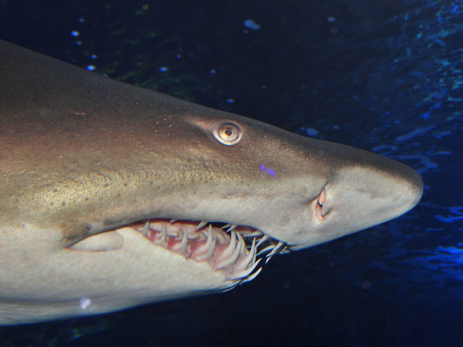 Dec. 2015 - Surrounded by Sharks - Sand Tiger Shark