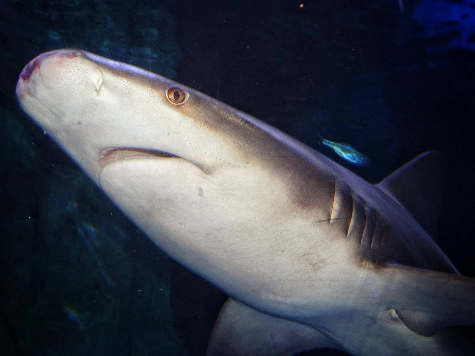 Dec. 2015 - Surrounded by Sharks - Sandbar Shark