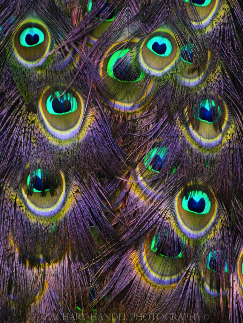 Dec. 2016 - Indian Peafowl Feathers