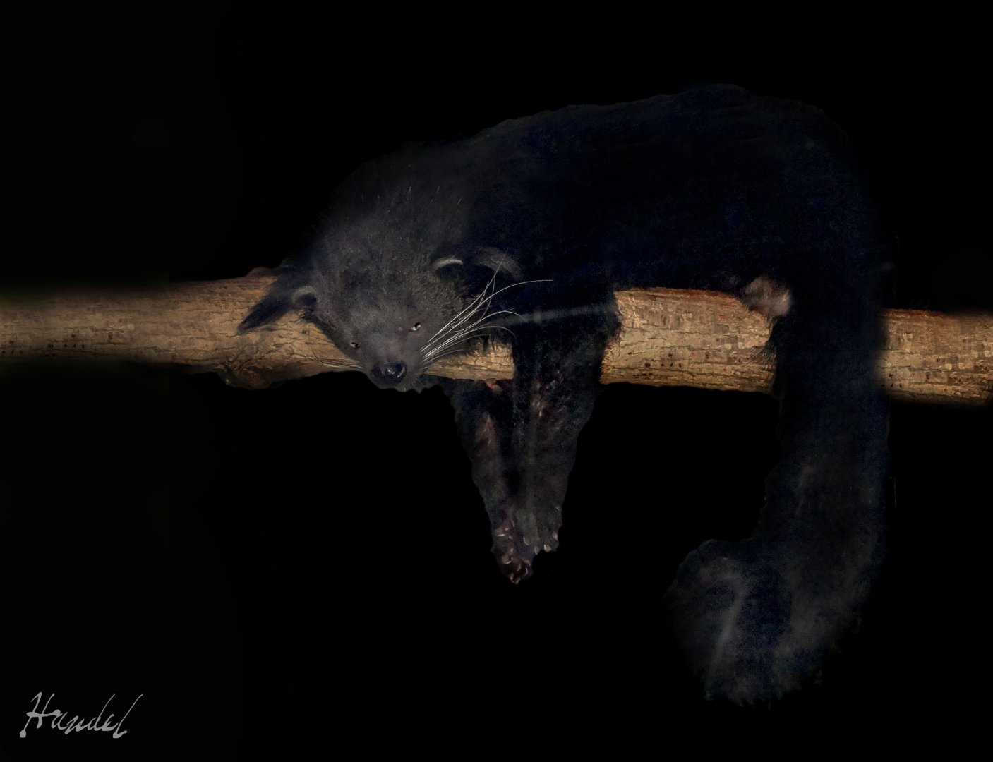 Dec. 2016 - Night Hunters - Bearcat