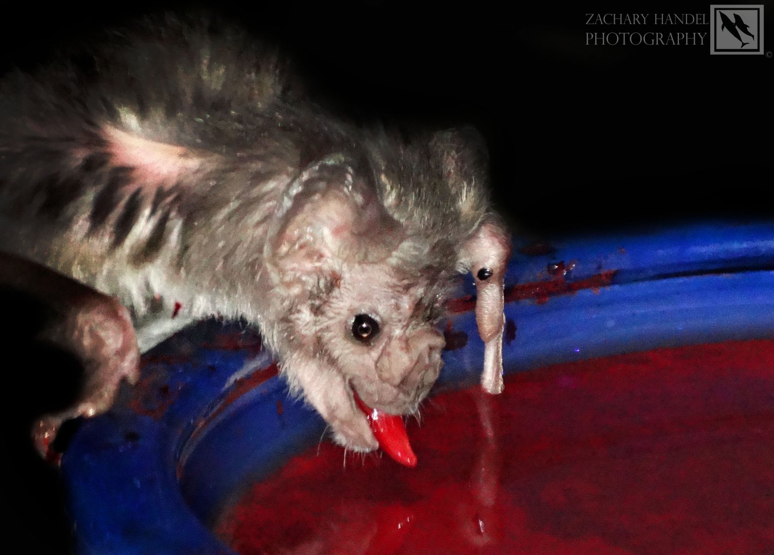 Dec. 2016 - Night Hunters - Common Vampire Bat