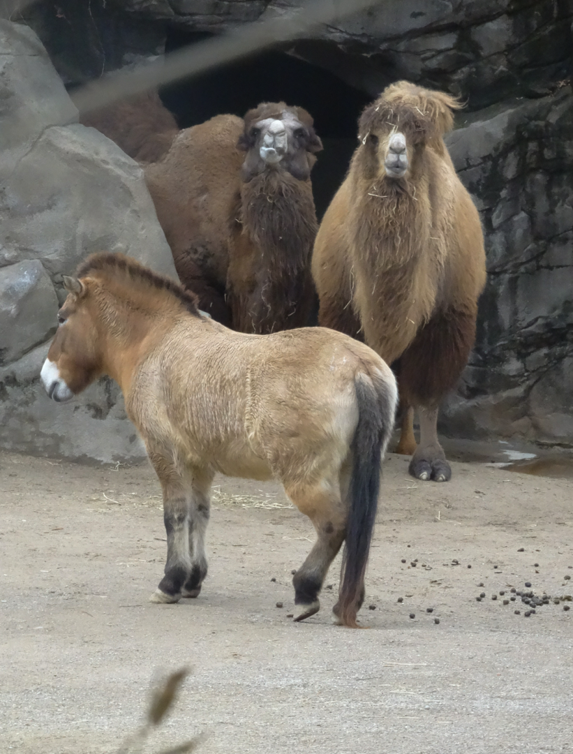 Dec. 2016 - Wildlife Canyon - Przewalski's Horse and Bactrian Camels