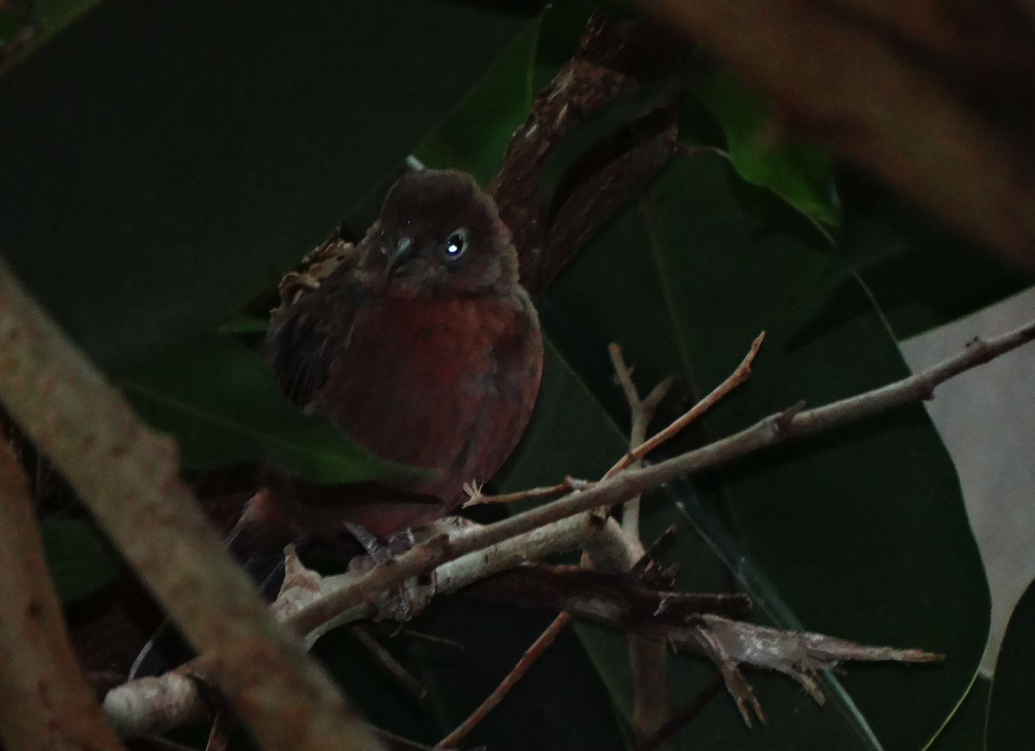 Dec. 2016 - Wings of the World - New Species ID Please