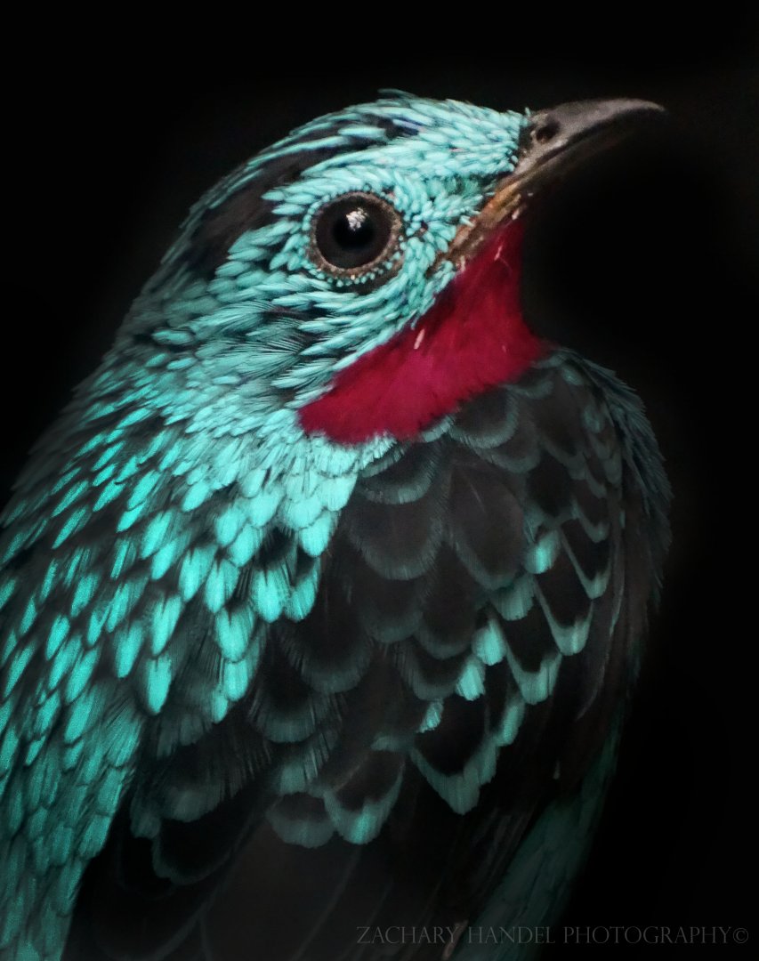 Dec. 2016 - World of the Insect - Spangled Cotinga