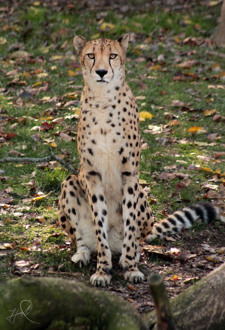 Dec. 2017 - Africa - Cheetah