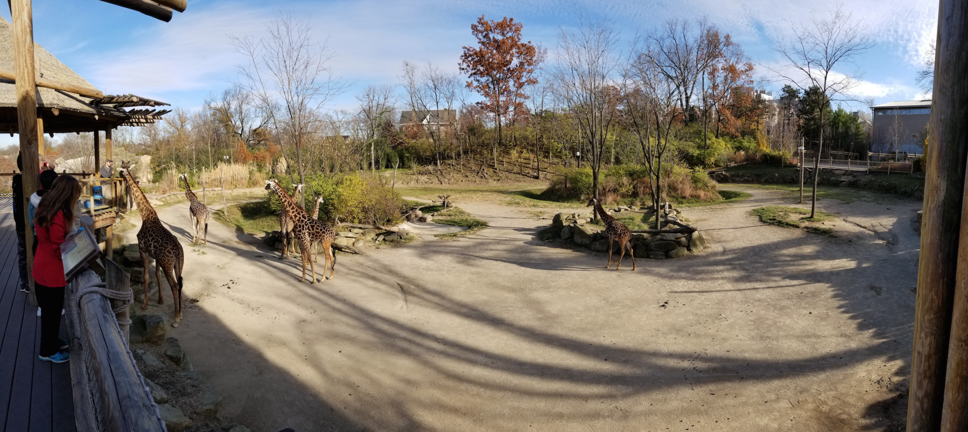 Dec. 2017 - Africa - Giraffe Ridge Panorama