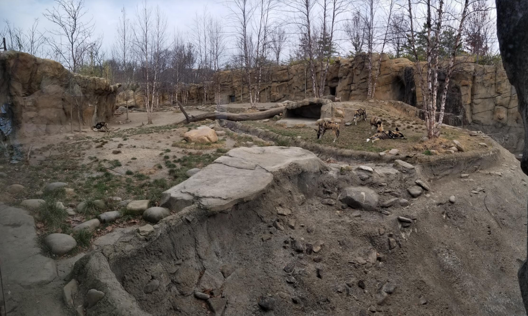 Dec. 2017 - Africa - Painted Dog Exhibit Pano