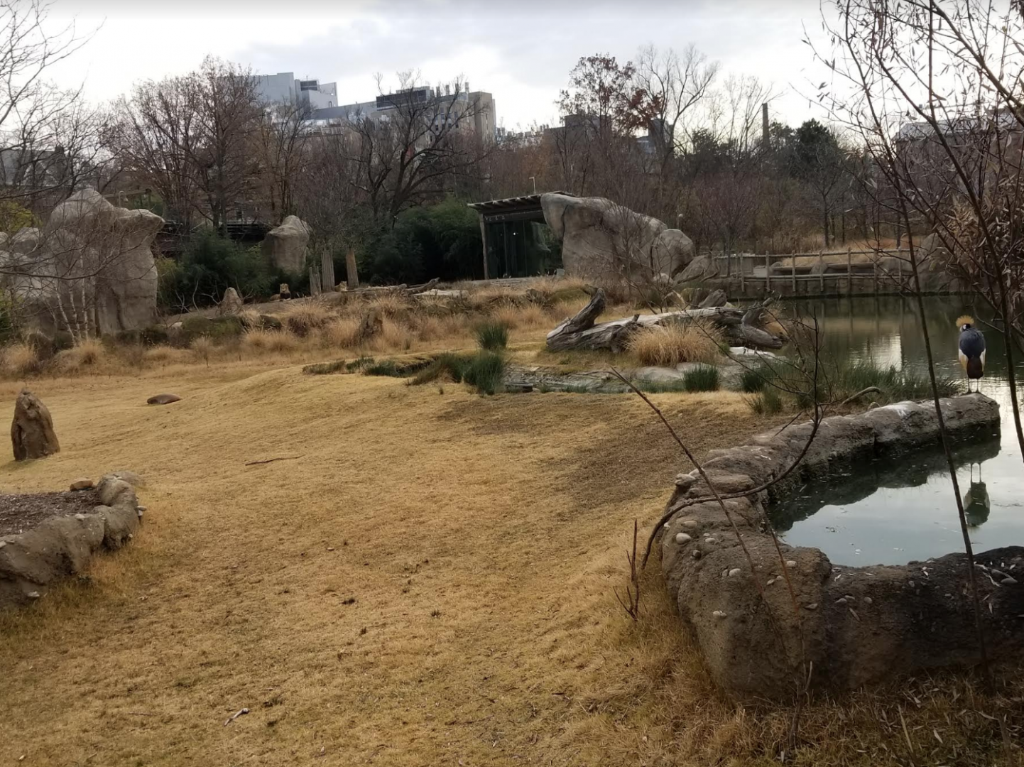 Dec. 2017 - Africa - Plains + Lion Exhibit