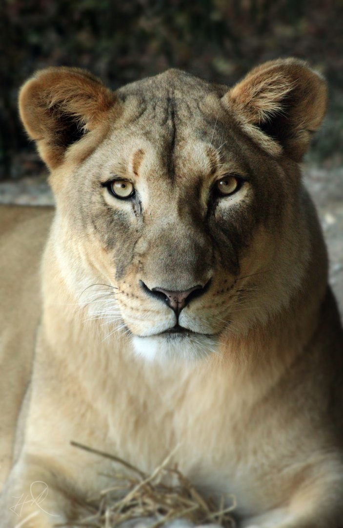 Dec. 2017 - Africa - Young Lioness