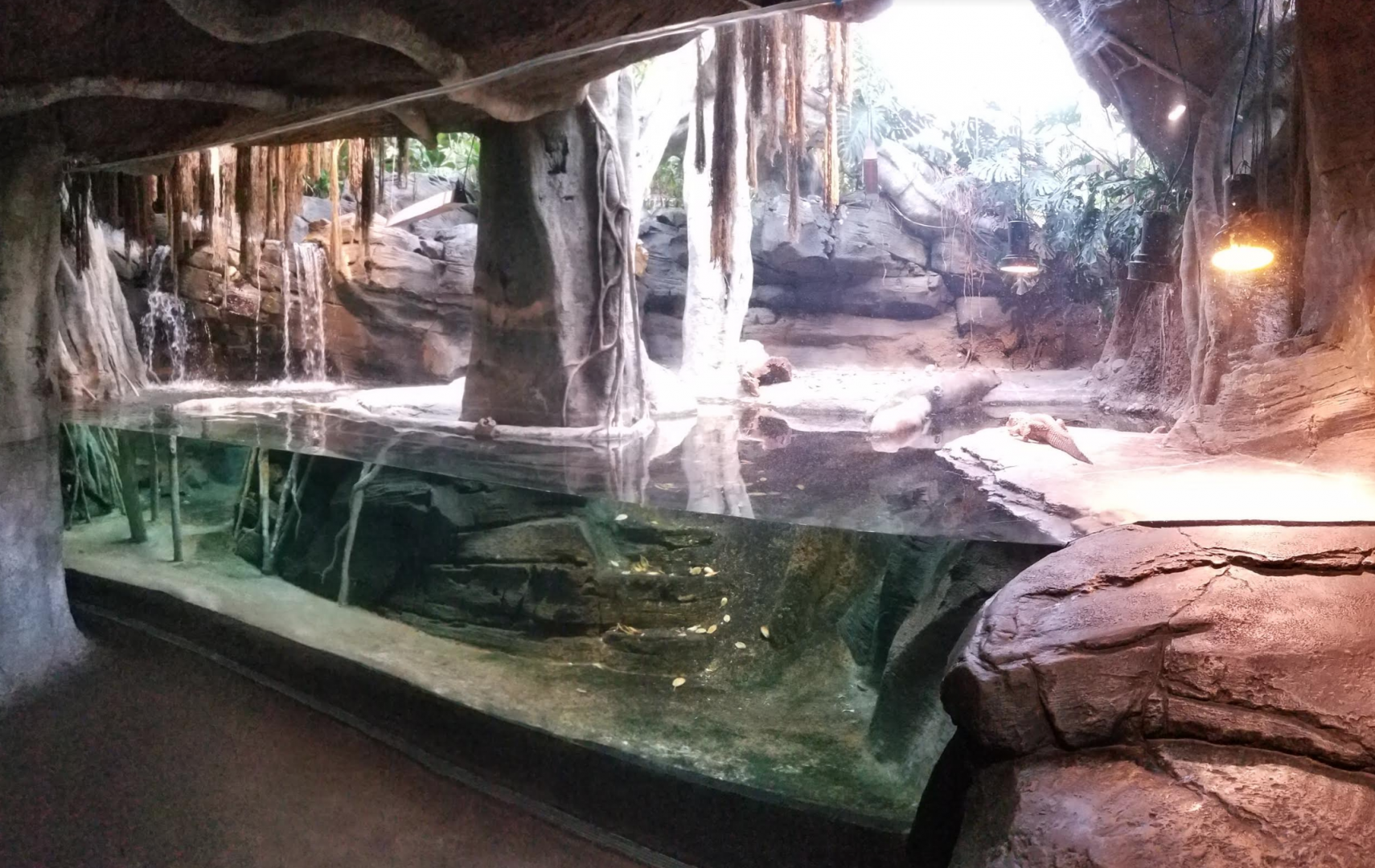 Dec. 2017 - African Journey - Dwarf Crocodile Exhibit