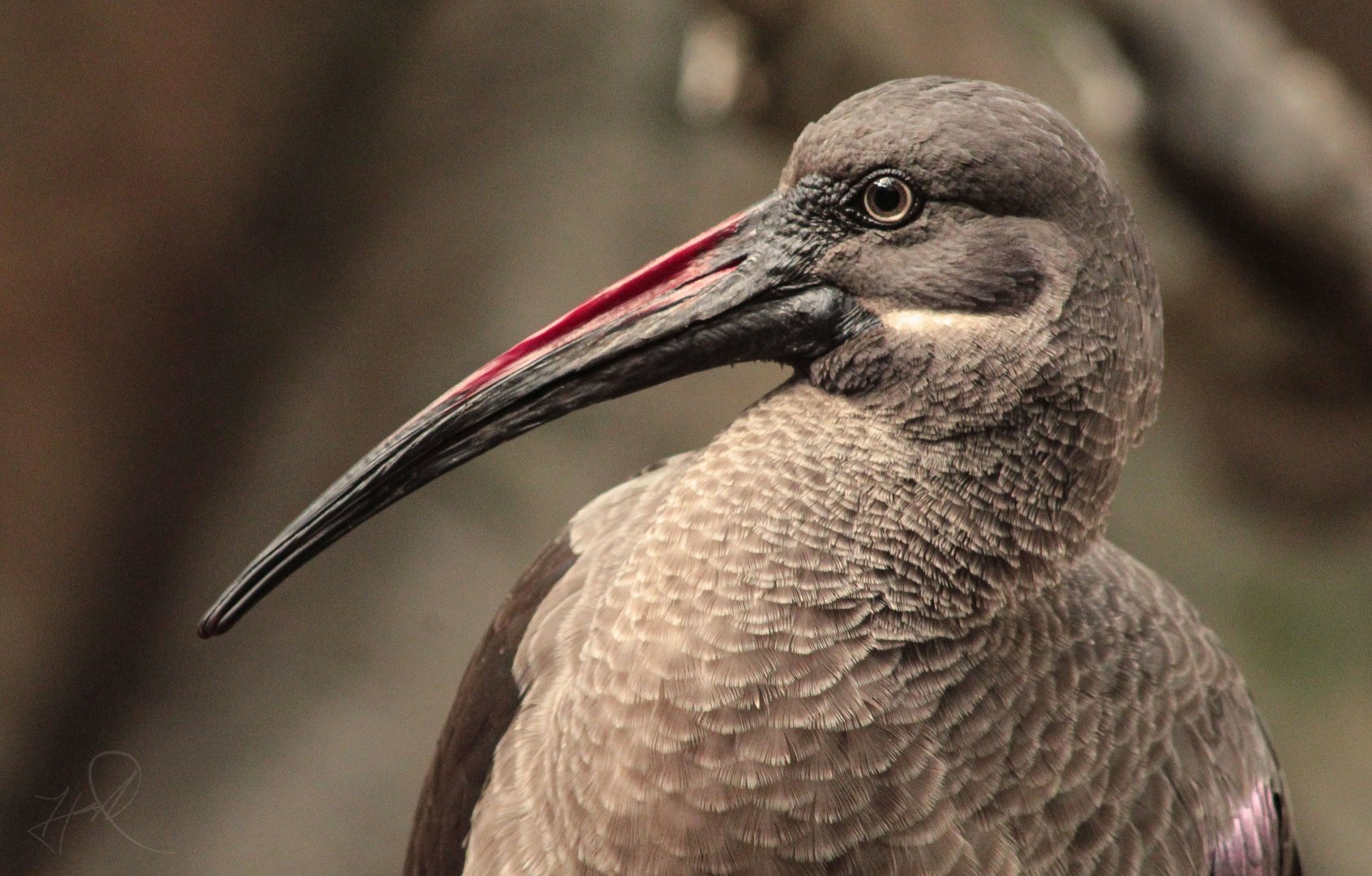 Dec. 2017 - African Journey - Hadada Ibis