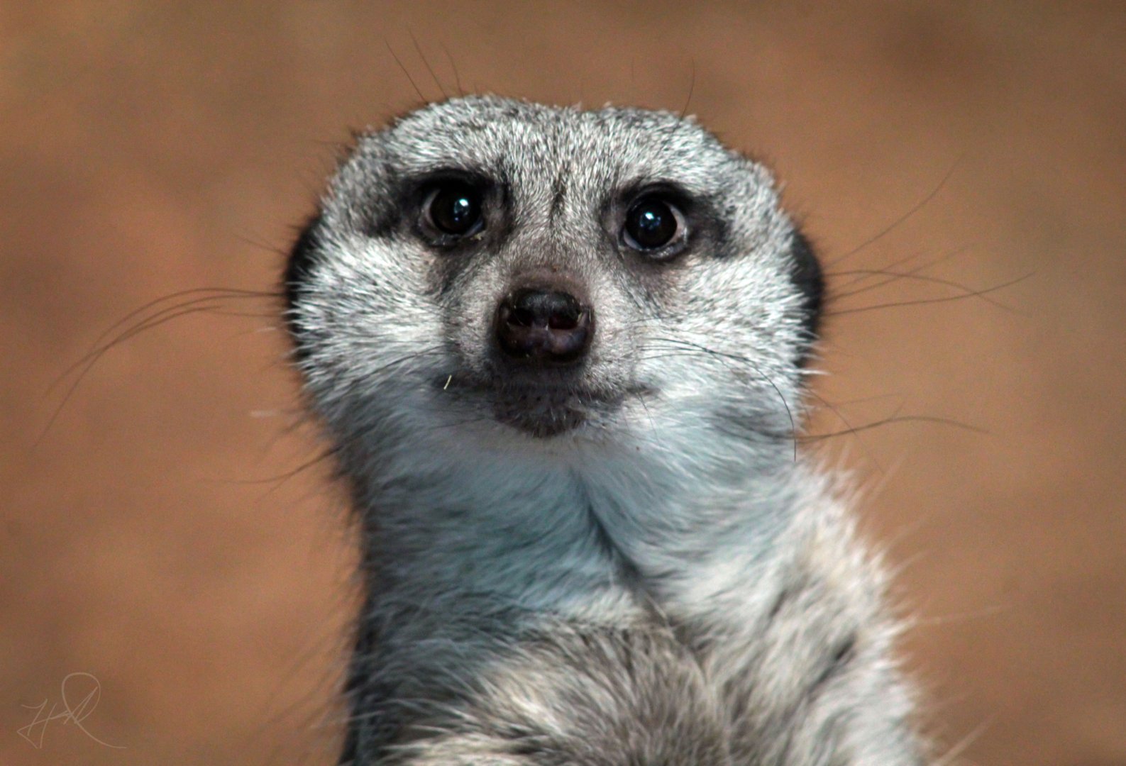 Dec. 2017 - African Journey - Meerkat