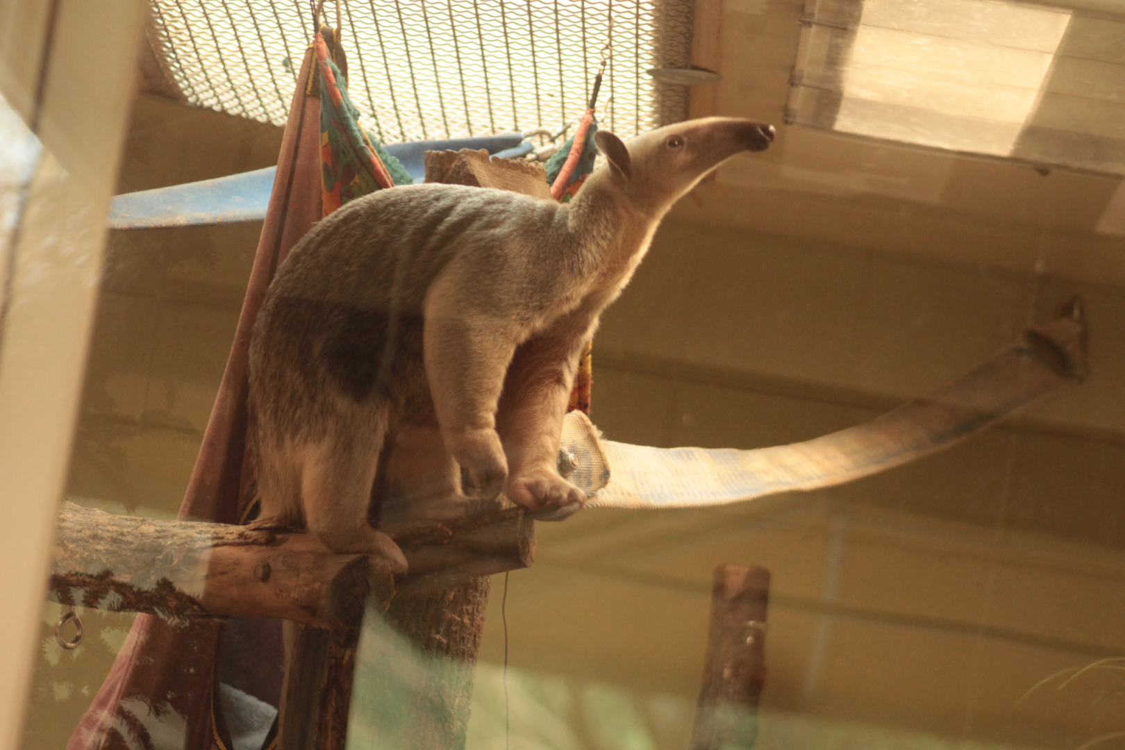 Dec. 2017 - Animal Ambassador Center - Southern Tamandua