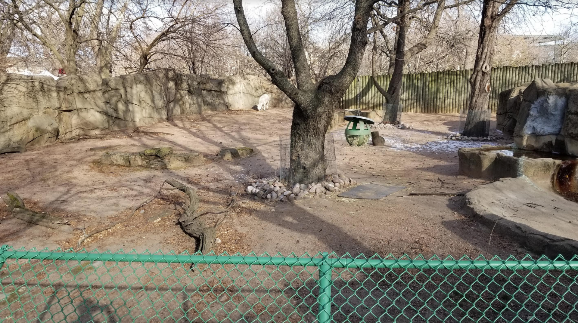 Dec. 2017 - Antelope and Zebra Area - Alpaca + Muscovy Duck Exhibit