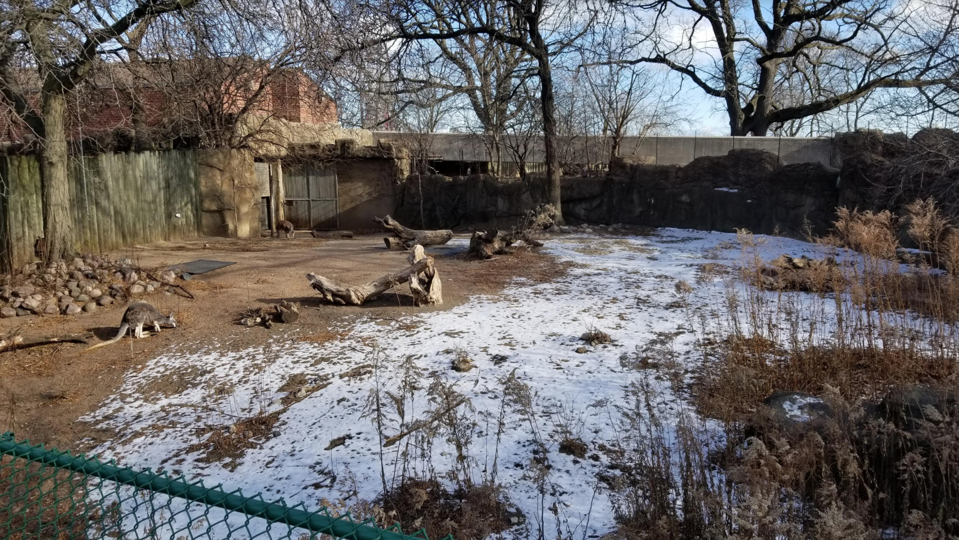 Dec. 2017 - Antelope and Zebra Area - Red Kangaroo Exhibit