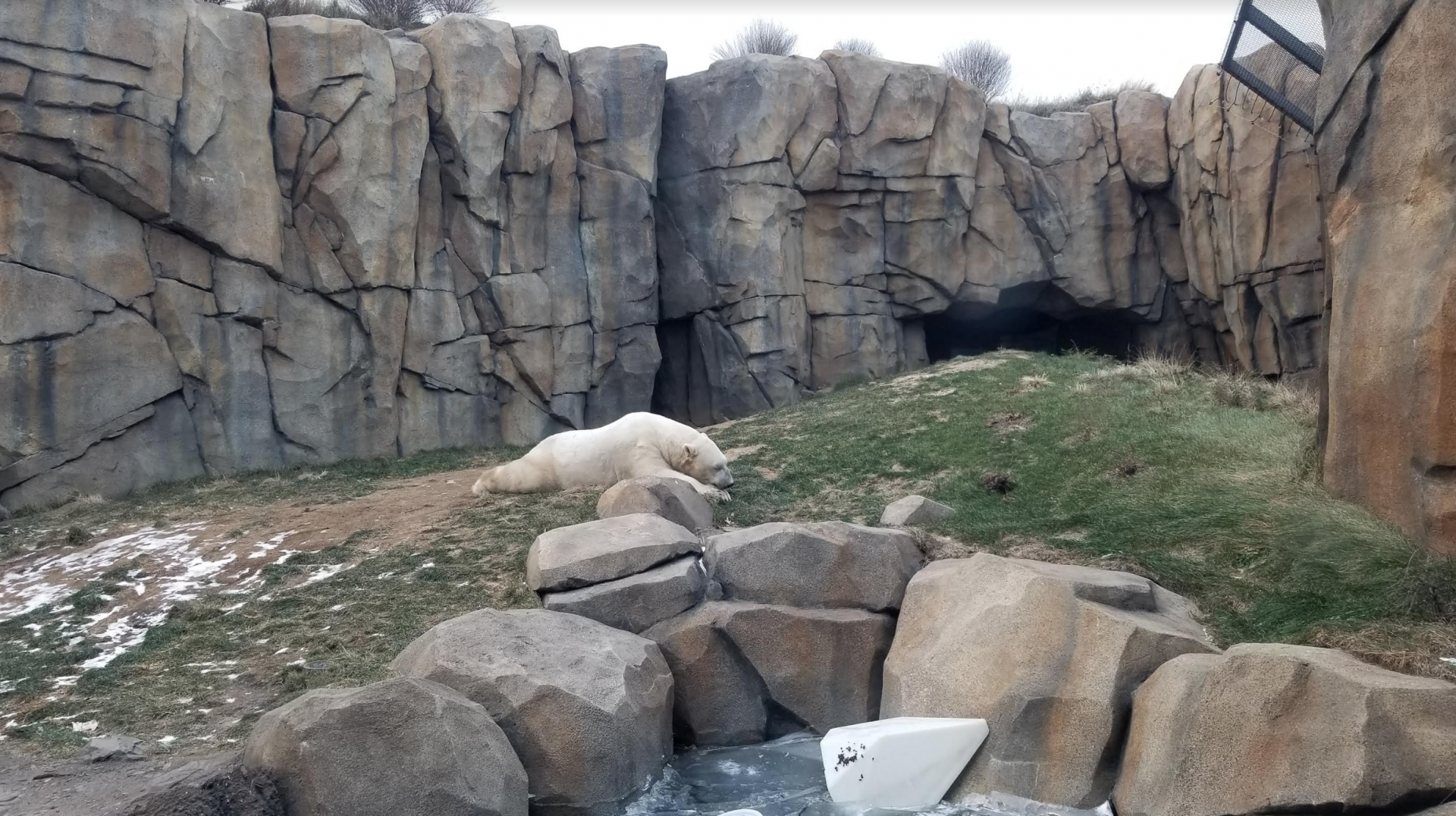 Dec. 2017 - Arctic Tundra - First Polar Bear Exhibit