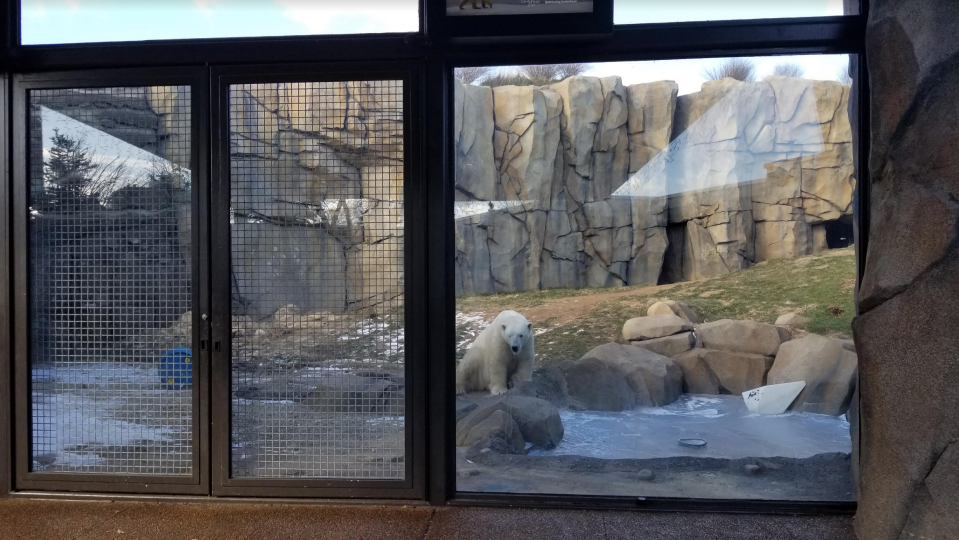 Dec. 2017 - Arctic Tundra - First Polar Bear Exhibit