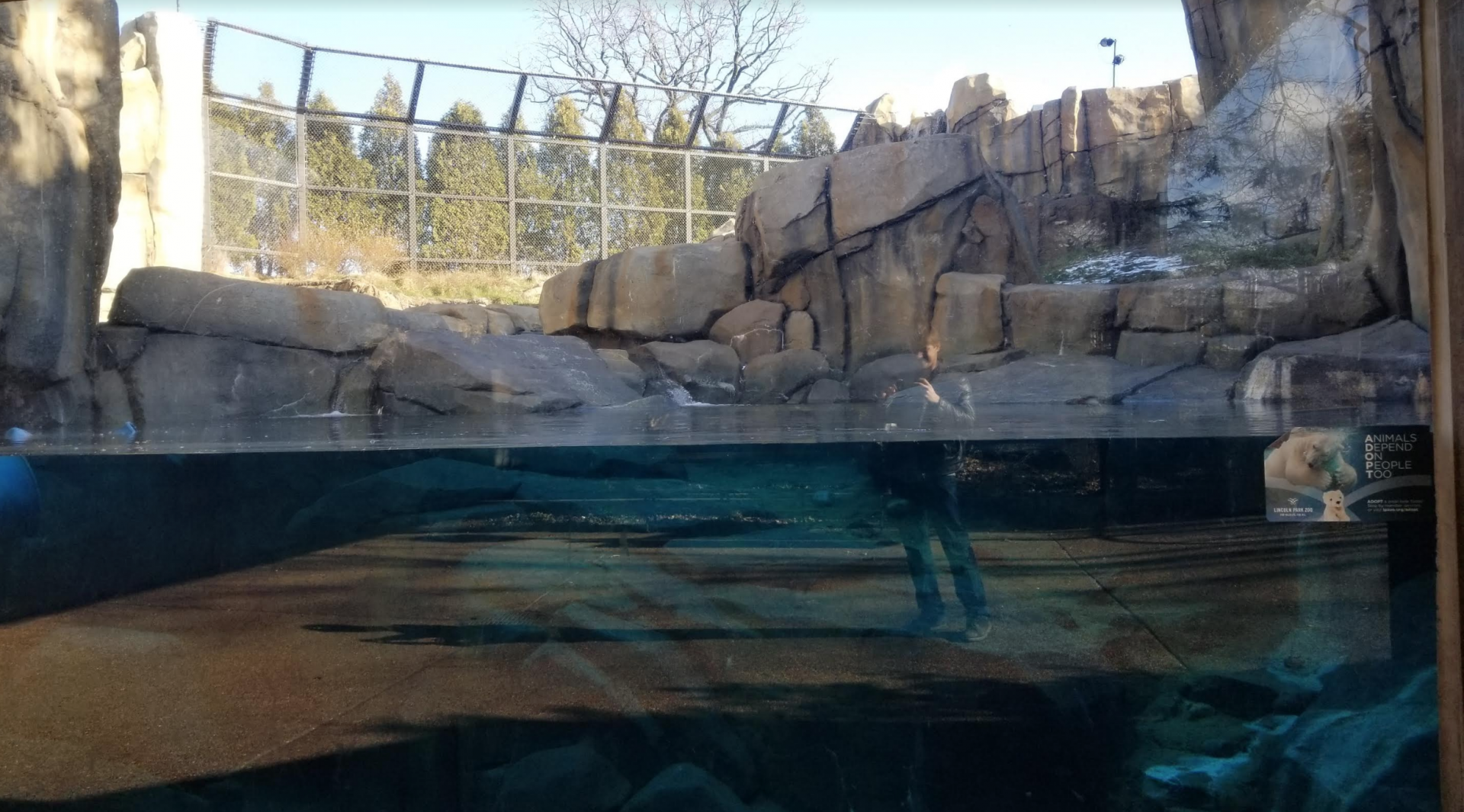 Dec. 2017 - Arctic Tundra - Second Polar Bear Exhibit Underwater View
