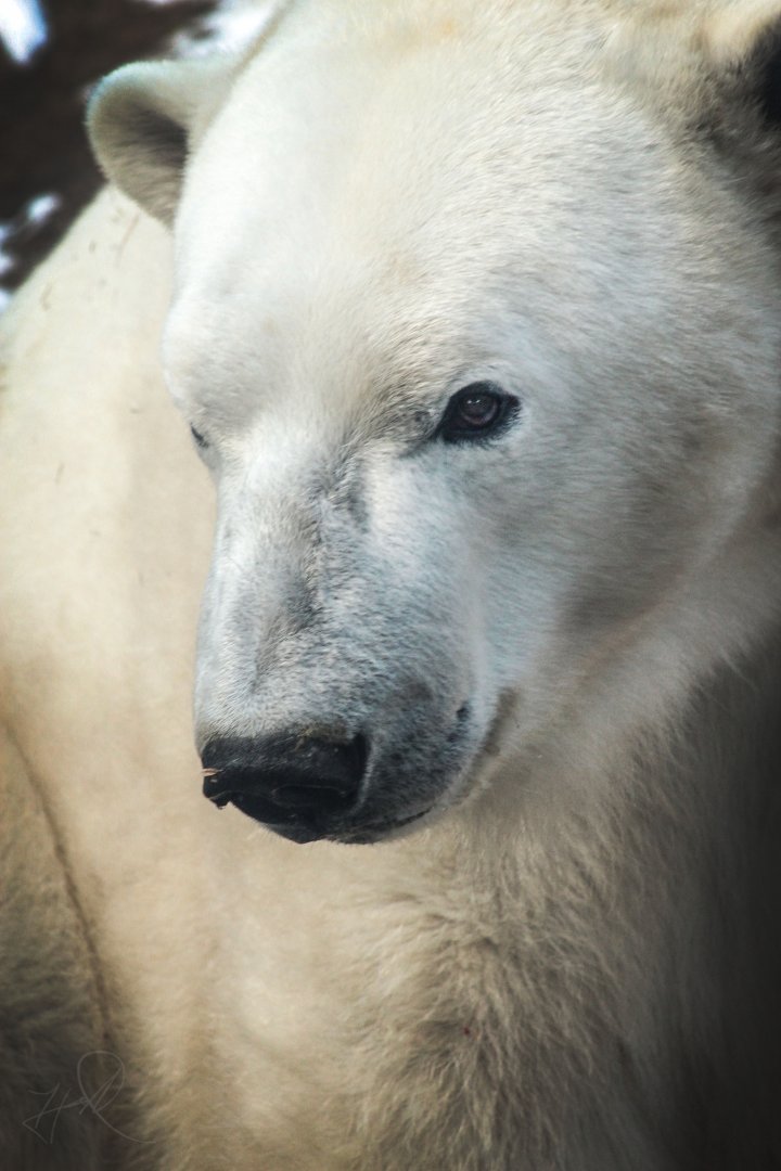 Dec. 2017 - Arctic Tundra - Siku