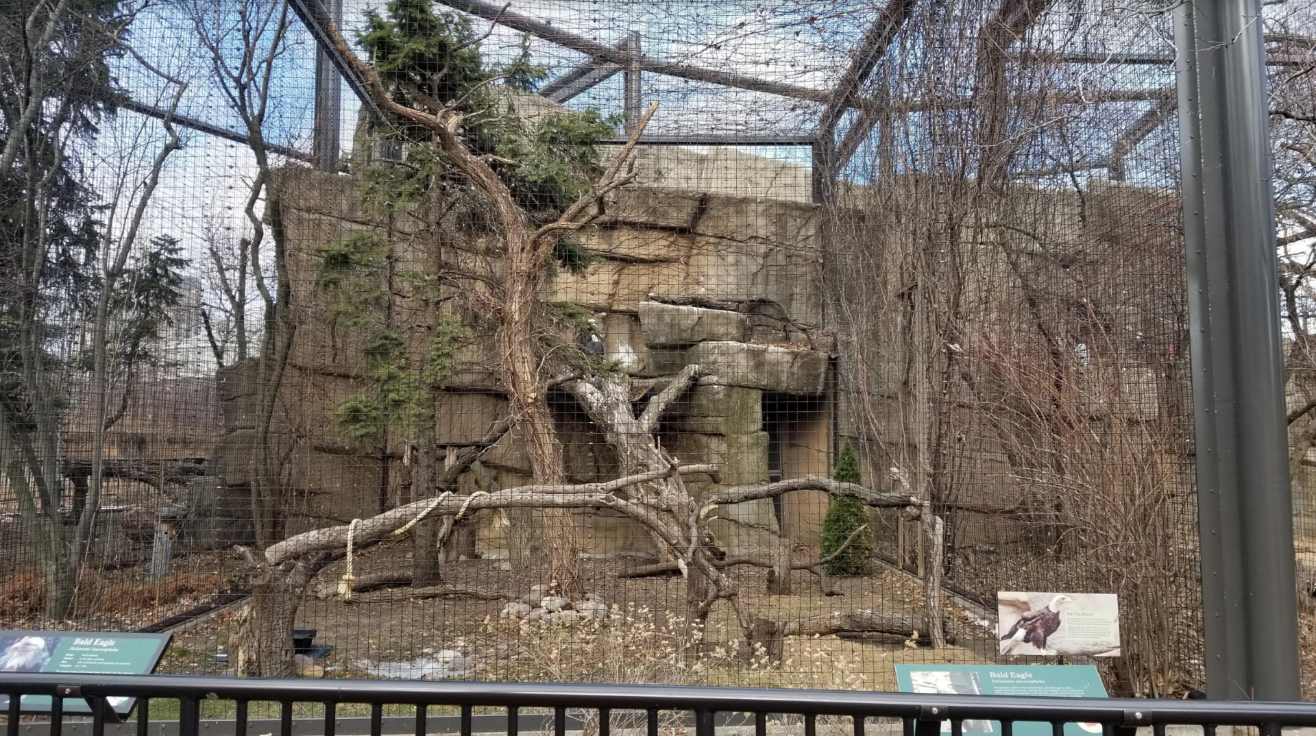 Dec. 2017 - Birds of Prey - Bald Eagle Exhibit