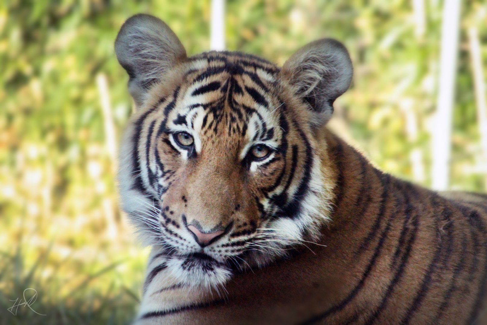 Dec. 2017 - Cat Canyon - Malayan Tiger Cub