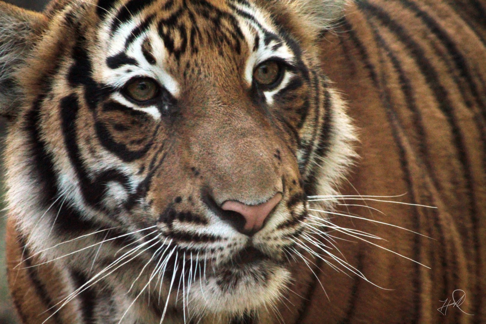 Dec. 2017 - Cat Canyon - Malayan Tiger Cub
