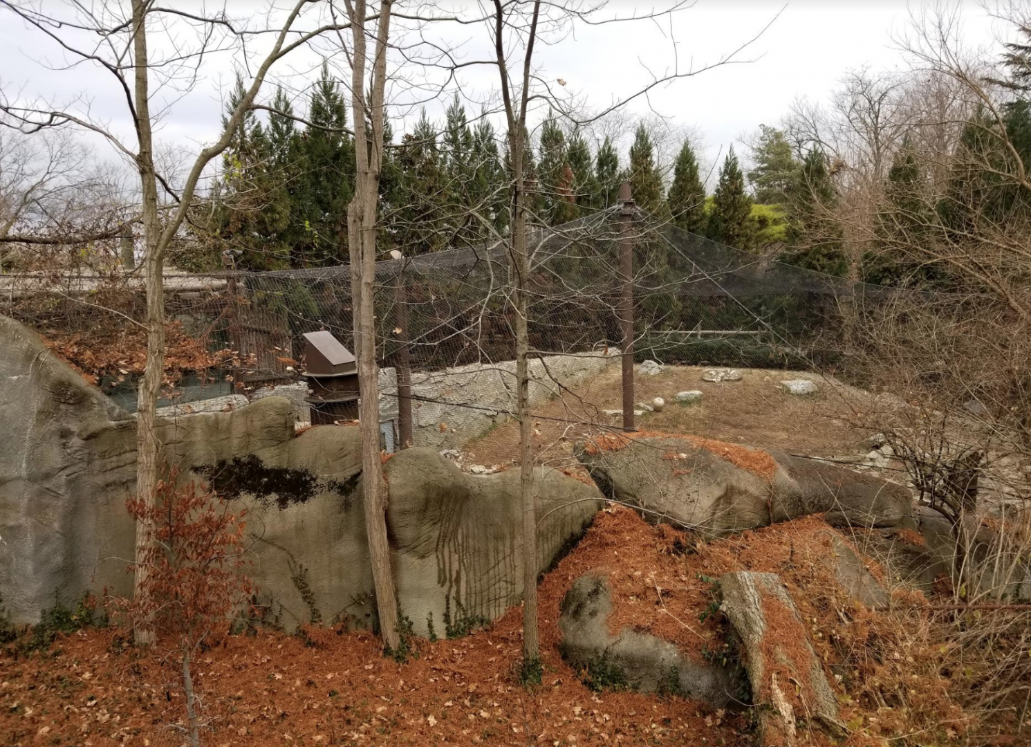 Dec. 2017 - Cat Canyon - Snow Leopard Exhibit (From Behind)