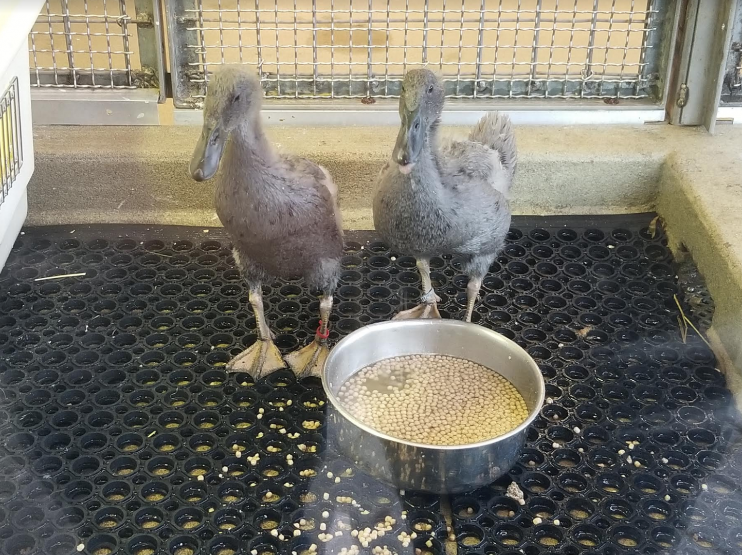 Dec. 2017 - Children's Zoo - Nursery - Blue Runner Ducks (New Species)
