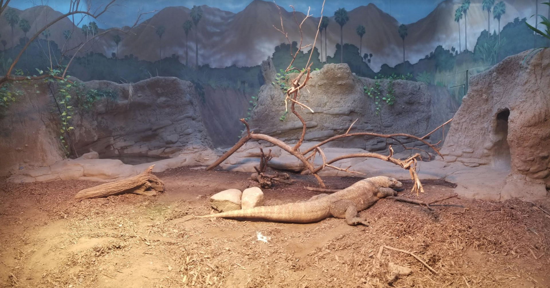 Dec. 2017 - Dragons! - Komodo Dragon Exhibit Panorama