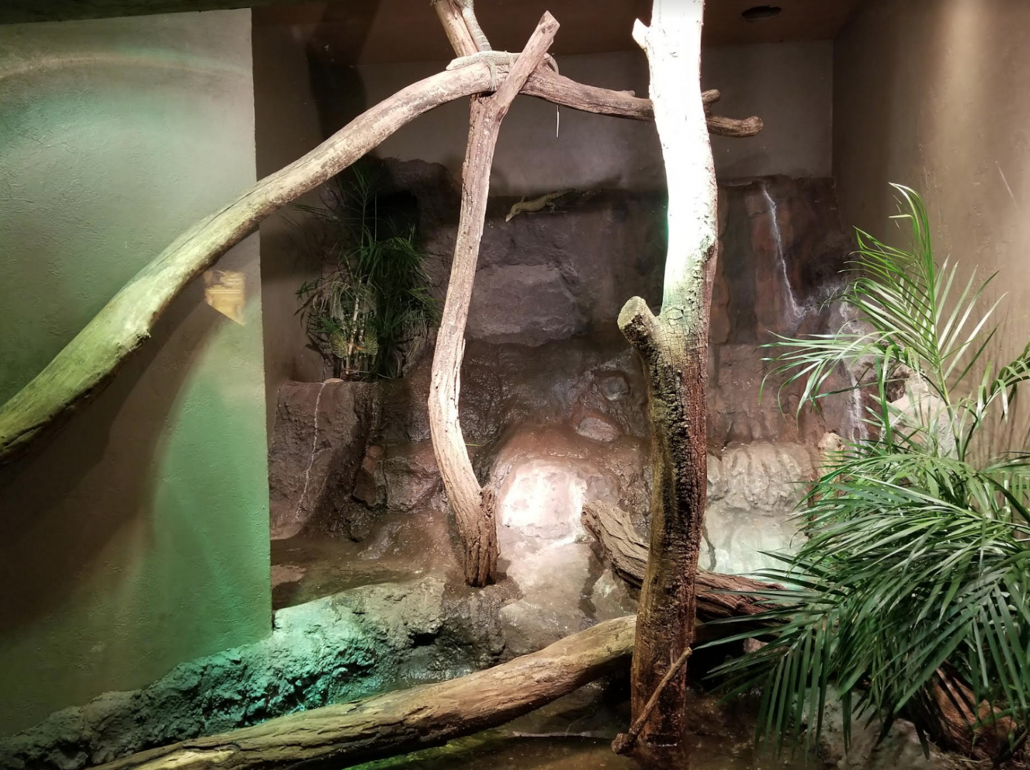 Dec. 2017 - Dragons! - Quince Monitor Exhibit