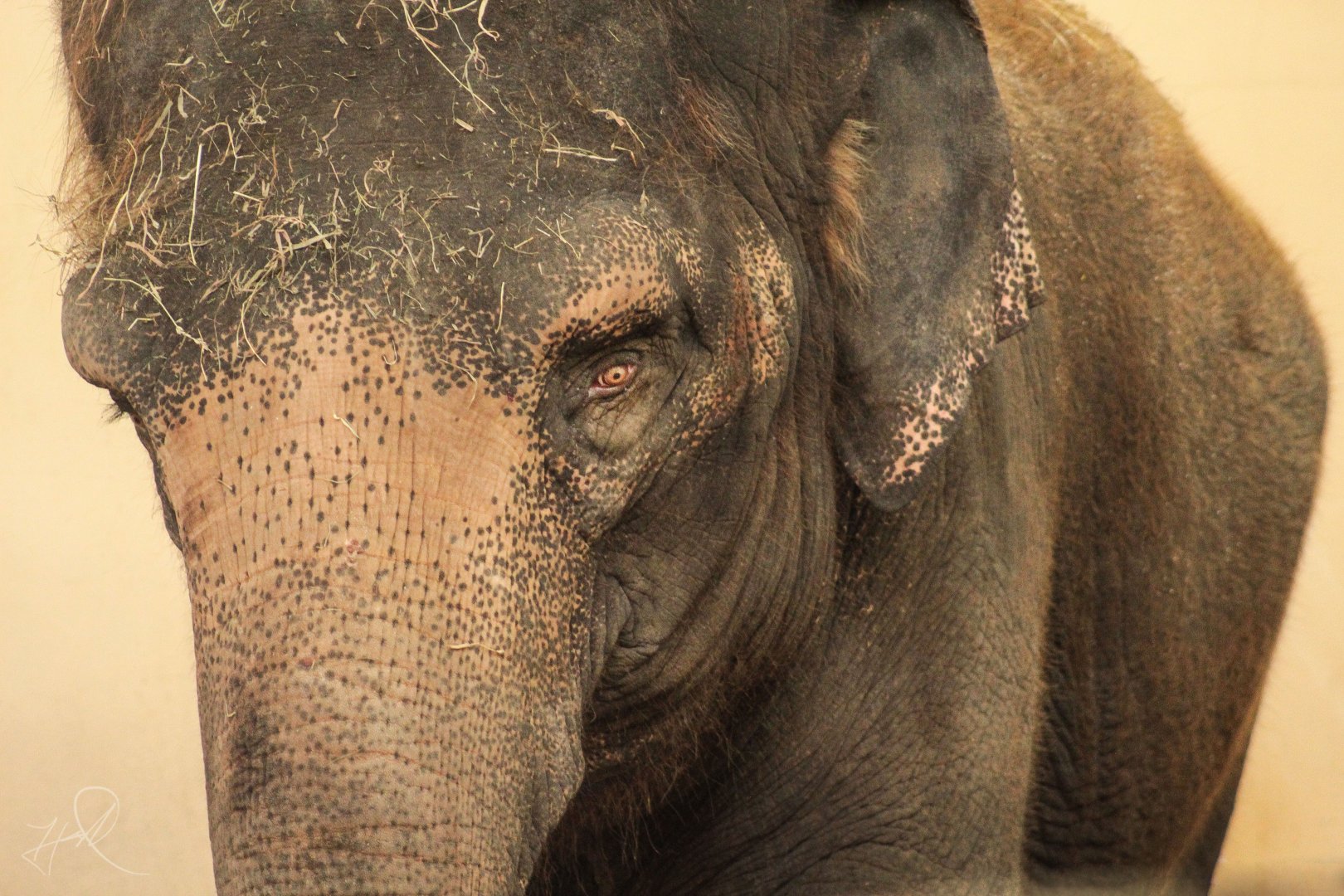 Dec. 2017 - Elephant Reserve - Jati