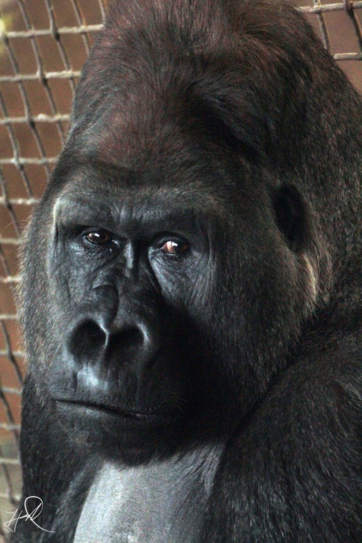 Dec. 2017 - Gorilla World - Jomo