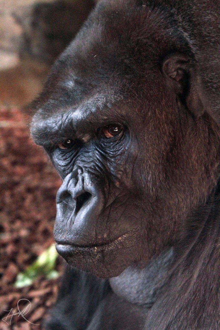 Dec. 2017 - Gorilla World - M'linzi