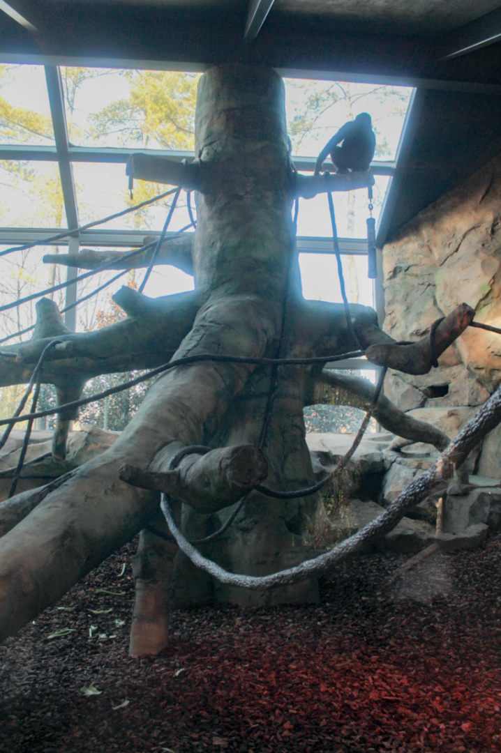 Dec. 2017 - Gorilla World - New Indoor Exhibit (Ape in Tree)