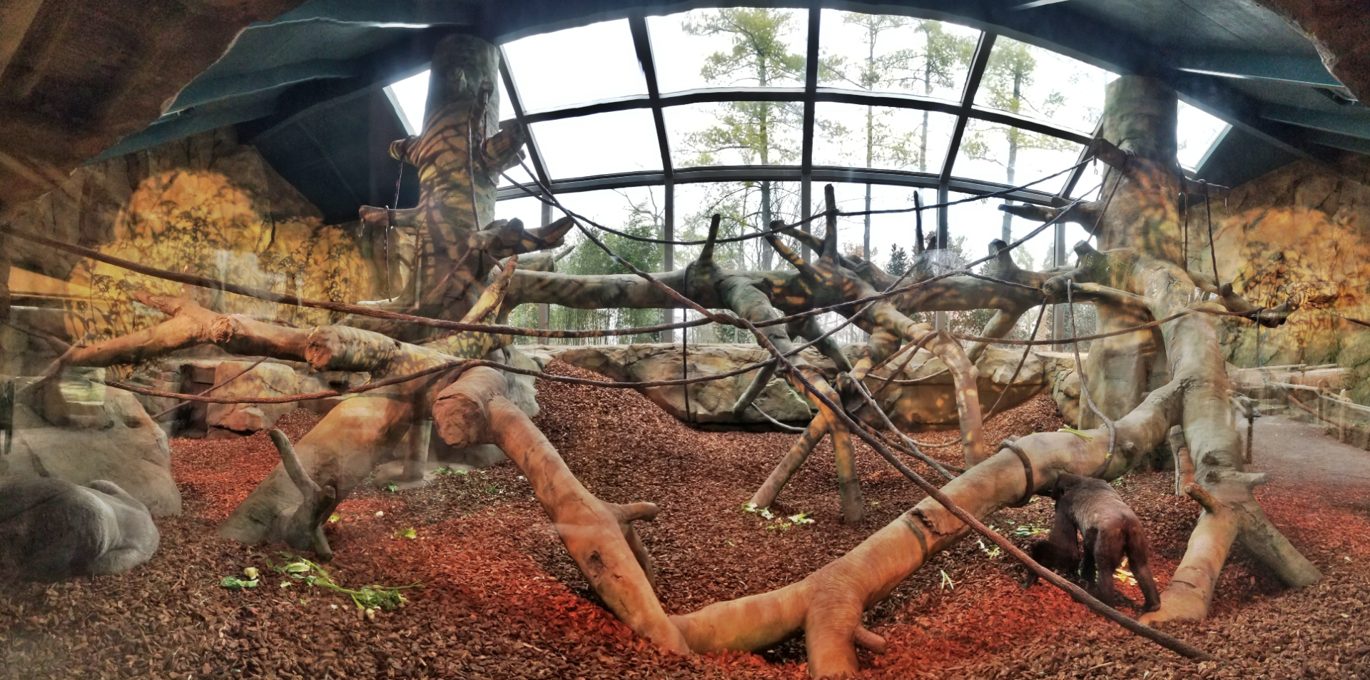 Dec. 2017 - Gorilla World - New! Indoor Exhibit Panorama