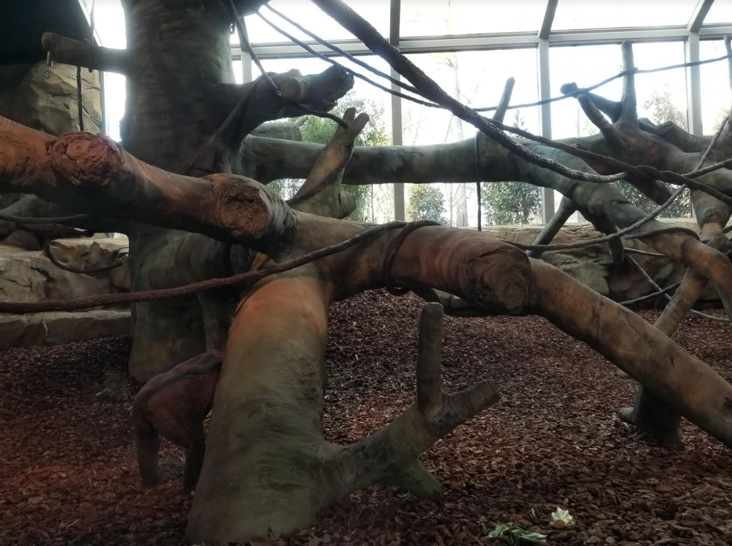 Dec. 2017 - Gorilla World - New! Indoor Exhibit