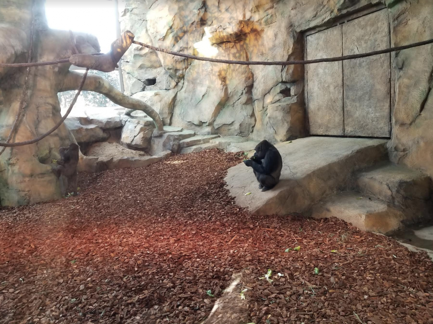 Dec. 2017 - Gorilla World - New! Indoor Exhibit
