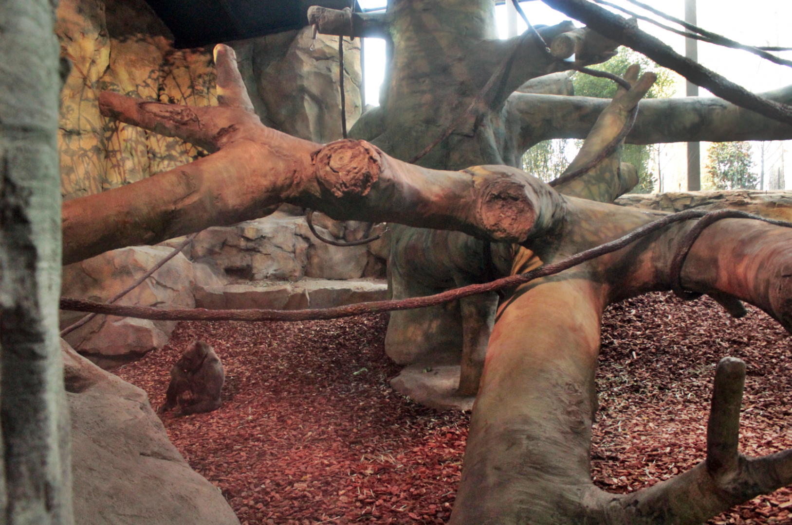 Dec. 2017 - Gorilla World - New! Indoor Exhibit