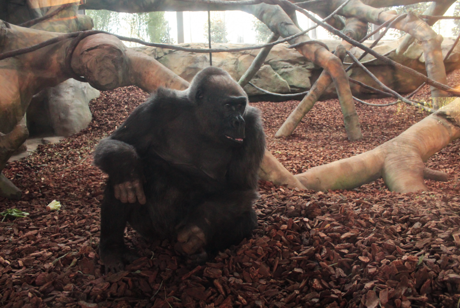 Dec. 2017 - Gorilla World - Samantha in the New Exhibit