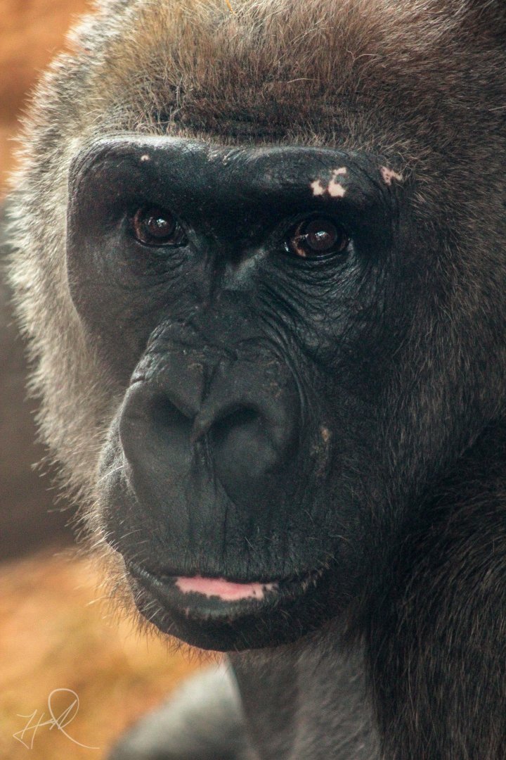 Dec. 2017 - Gorilla World - Samantha