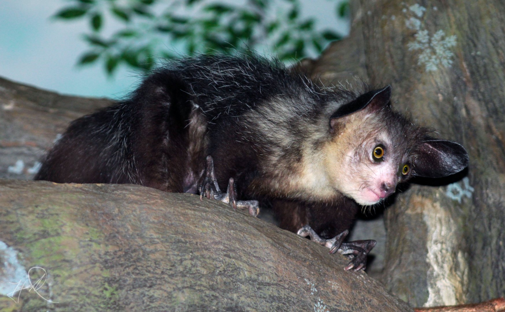 Dec. 2017 - Jungle Trails - Aye-Aye