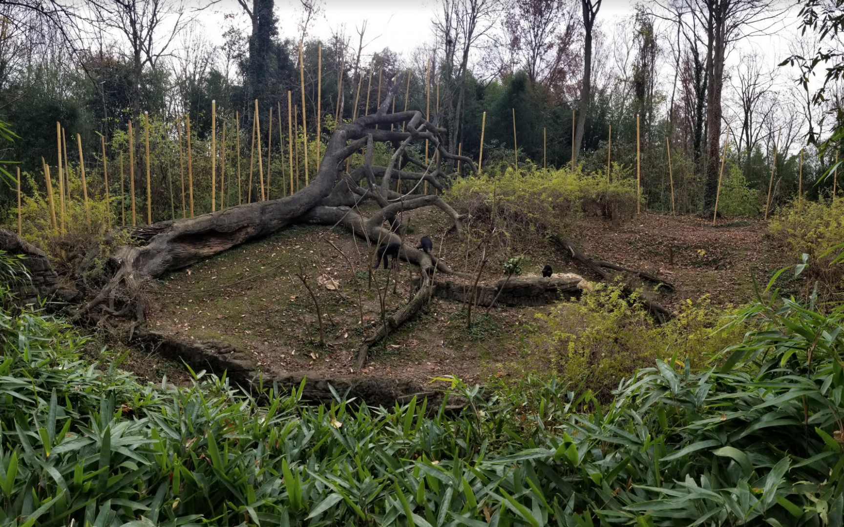 Dec. 2017 - Jungle Trails - Bonobo Exhibit Panorama