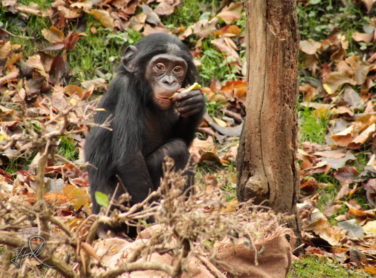 Dec. 2017 - Jungle Trails - Bonobo