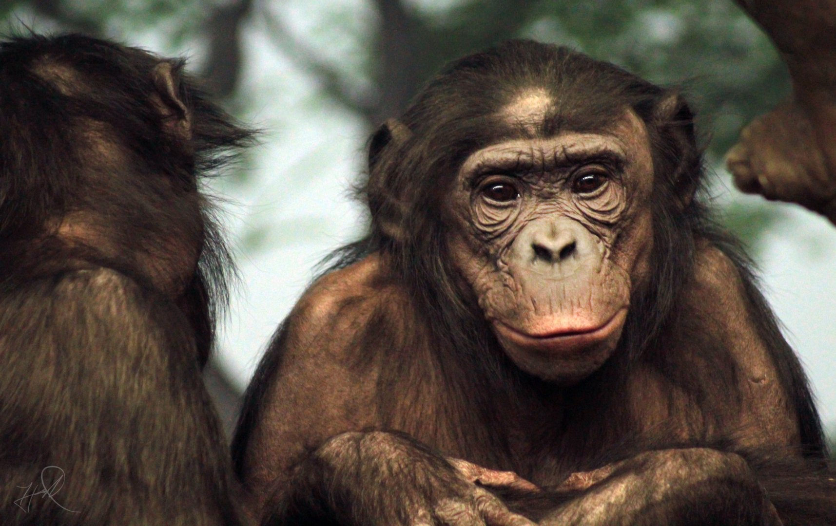 Dec. 2017 - Jungle Trails - Bonobo