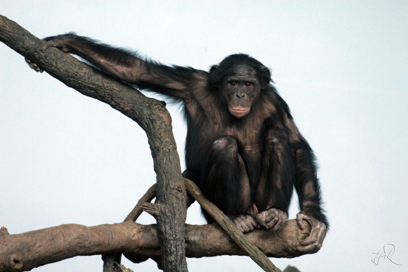 Dec. 2017 - Jungle Trails - Bonobo