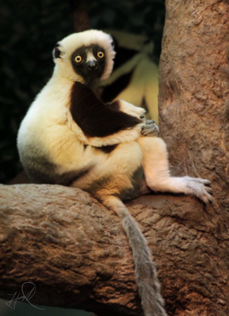 Dec. 2017 - Jungle Trails - Coquerel's Sifaka