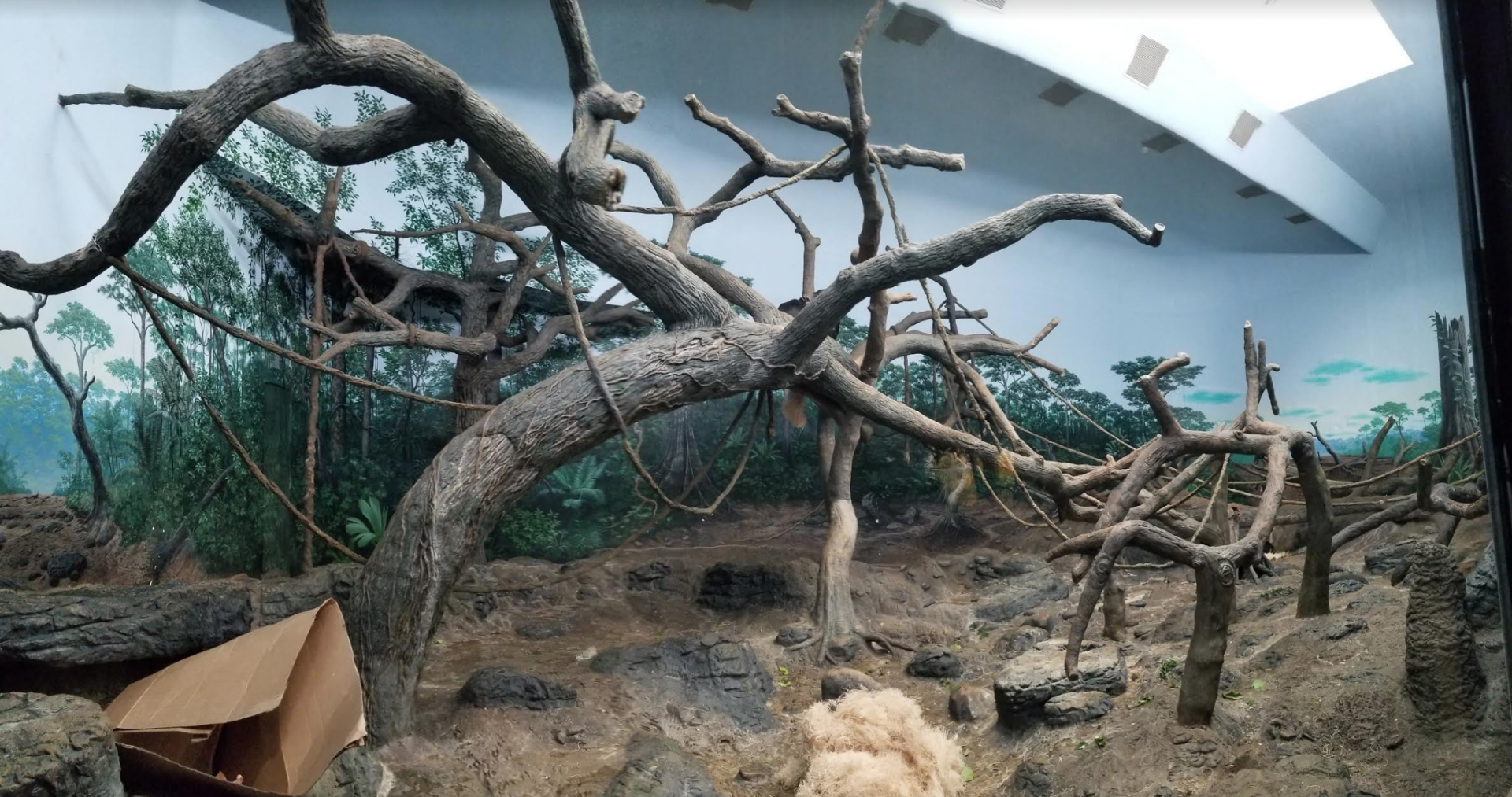Dec. 2017 - Jungle Trails - Indoor Bonobo Exhibit Pano