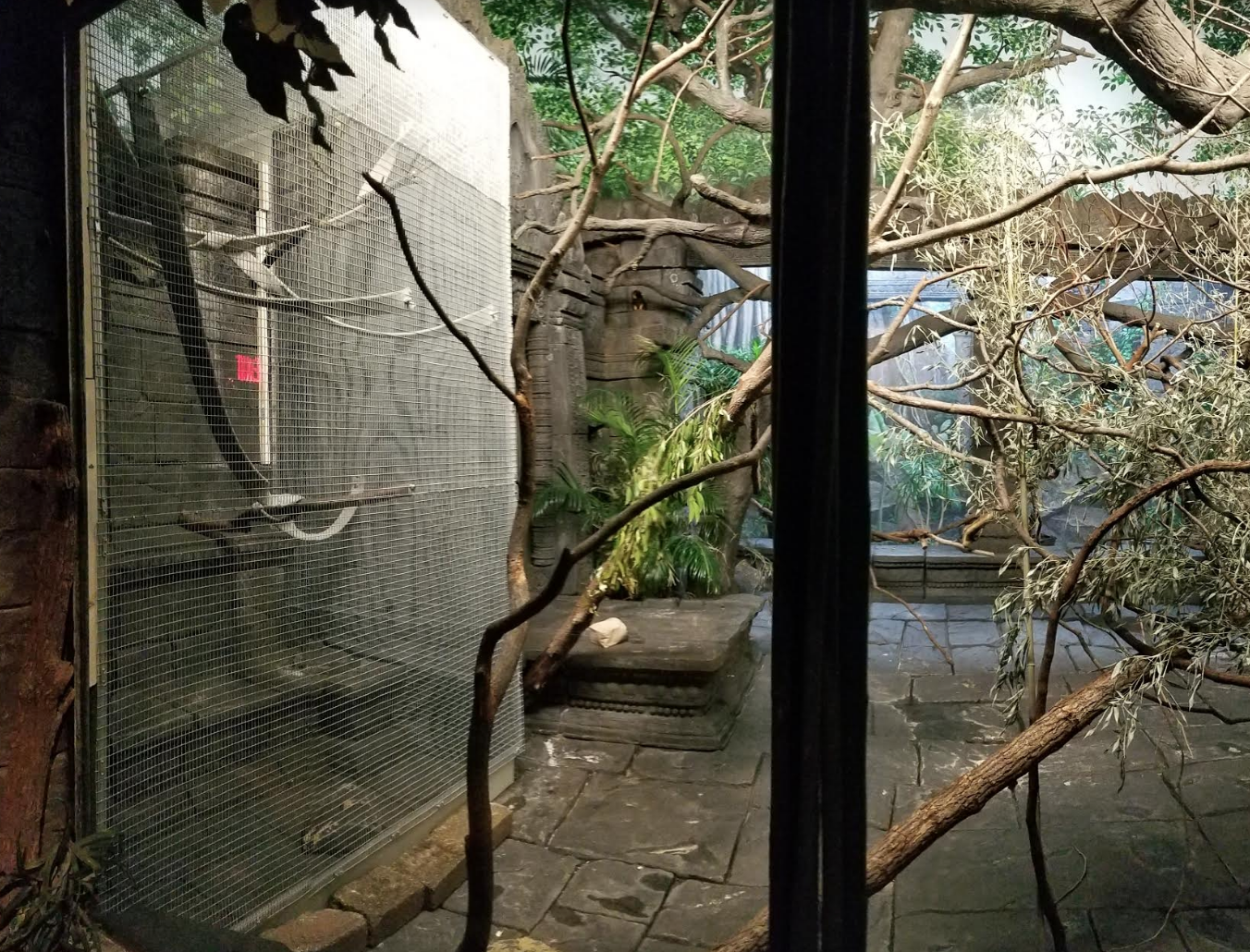 Dec. 2017 - Jungle Trails - New Cage in Tamarin Habitat